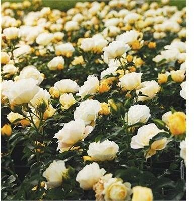 Popcorn Drift Groundcover Rose