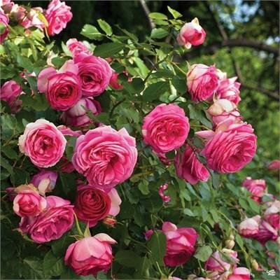 Pretty in Pink Eden Climber Rose