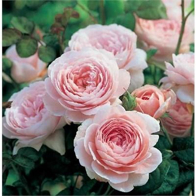 Queen Of Sweden David Austin Rose