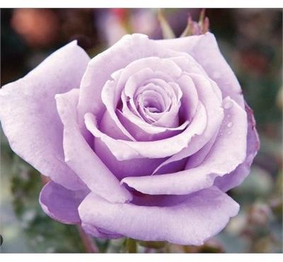 Sterling Silver Rose