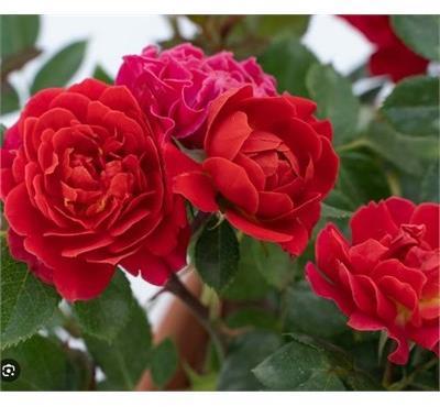 Sunblaze Watermelon Mini Rose