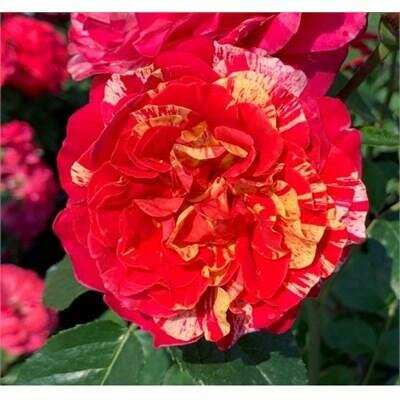 Winning Streak Floribunda Rose