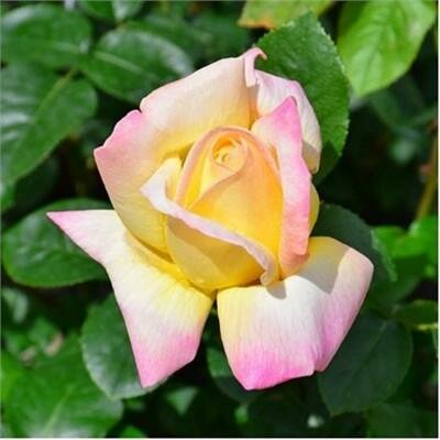 Peace Hybrid Tea Rose