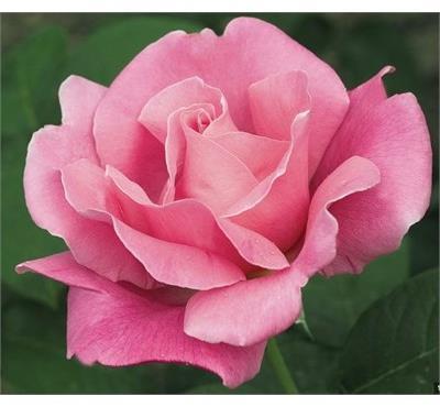 Perfume Delight Hybrid Tea Rose