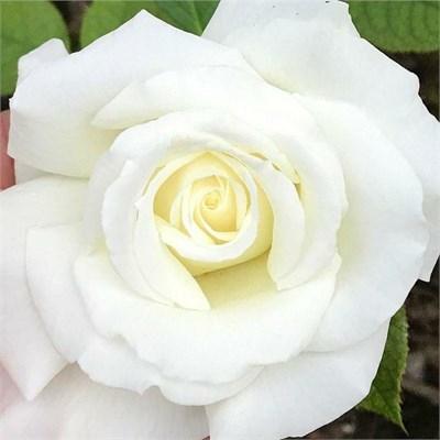 Pope John Paul II Rose