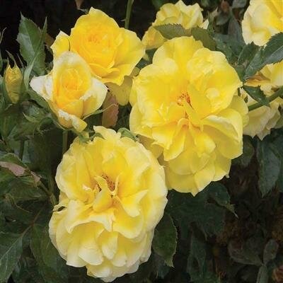 Sunsprite Floribunda Rose