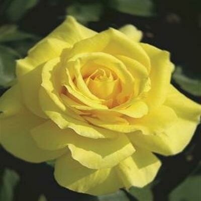 Sunsprite Floribunda Rose Tree