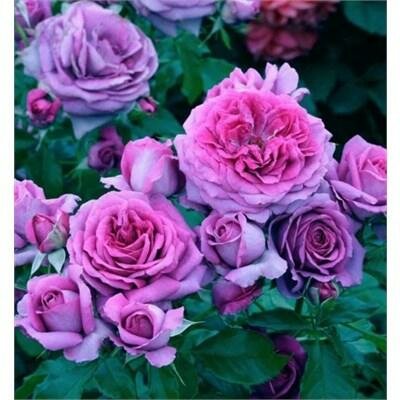 Sweet Madame Blue Floribunda Rose