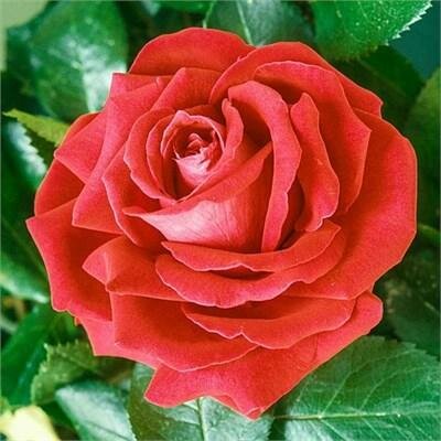 Tropicana Hybrid Tea Rose