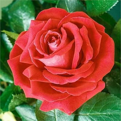 Tropicana Hybrid Tea Rose