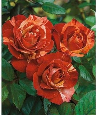 Tropical Lighting Climbing Rose