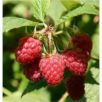 Summer Bearing Boyne Raspberry