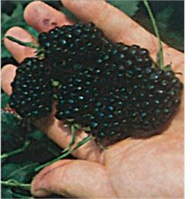 Navaho Thornless Blackberry