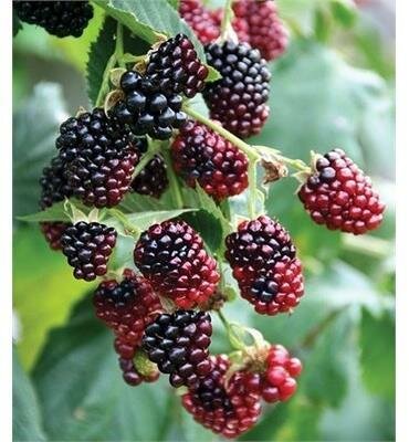 Thornless Boysenberry