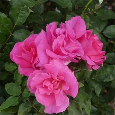 Zepherine Drouhin Climbing Rose
