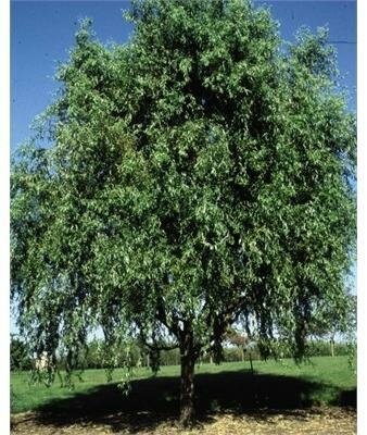 Corkscrew Contorted Weeping Willow