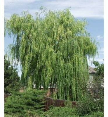 Golden Weeping Willow