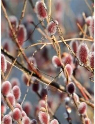 Mount Aso Japanese Pink Pussy Willow