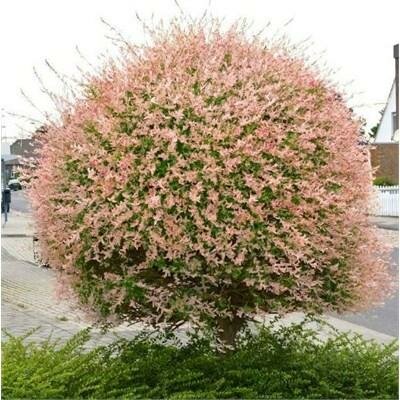 Japanese Dappled Willow (Hakuro-Nishiki)