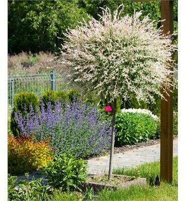 Japanese Dappled Willow (Tree Form) - image 2