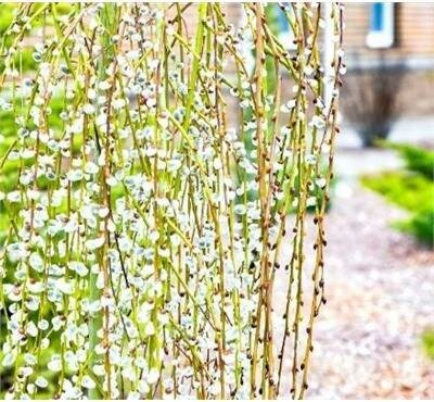 Weeping Pussy Willow