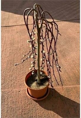 Weeping Pussy Willow Hand Grafted