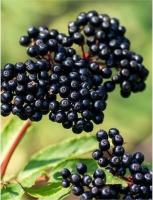 Adams Edible Elderberry