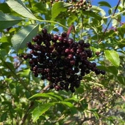 Adams Edible Elderberry
