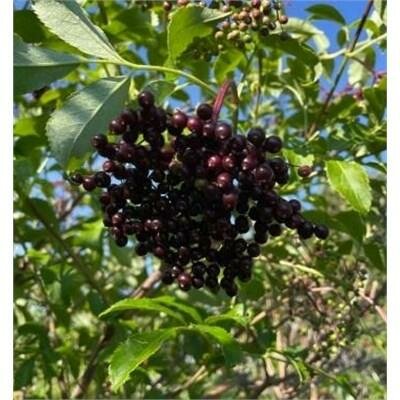 Adams Edible Elderberry