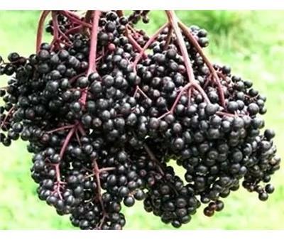 Bob Gordon Edible Elderberry