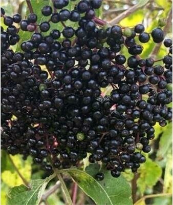 Ranch Edible Elderberry