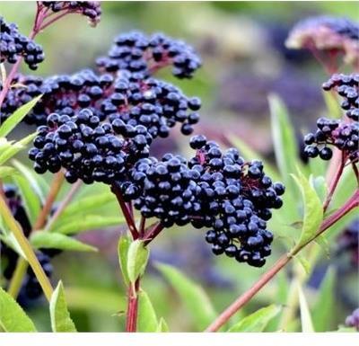 York Purple Elderberry