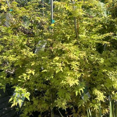 Coral Bark Maple (Sango Kaku) - image 2