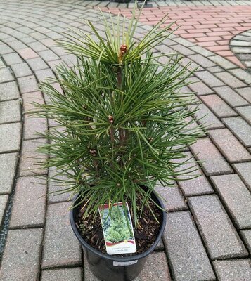 JAPANESE UMBRELLA PINE - image 2
