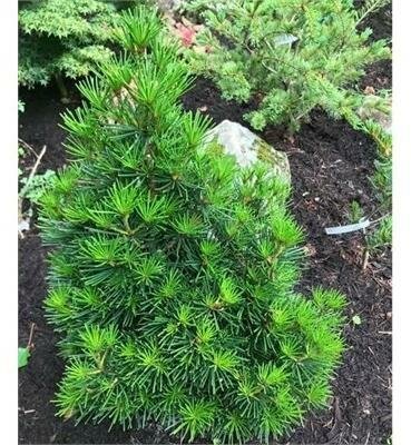Picola Umbrella Pine