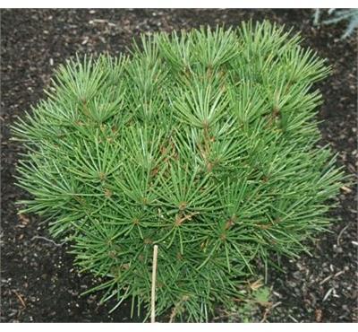 Picola Umbrella Pine
