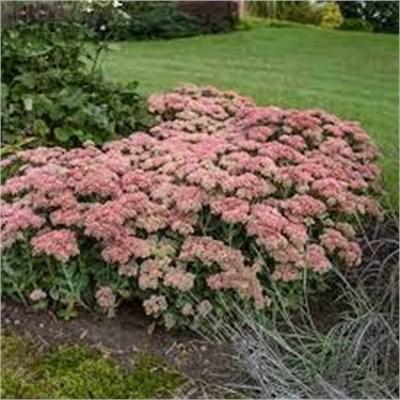 Autumn Joy Sedum