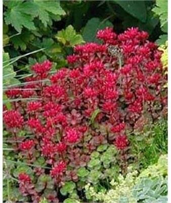 Dragon's Blood Stonecrop