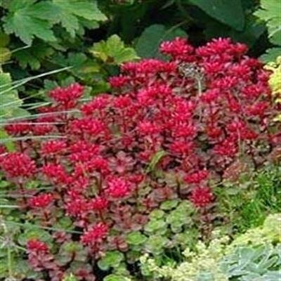 Dragon's Blood Stonecrop