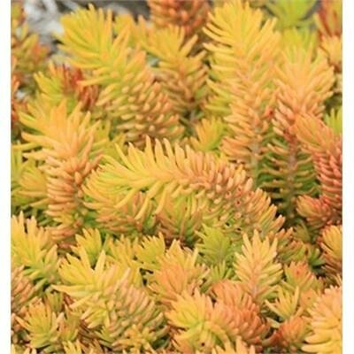 Solar Spice Sedum