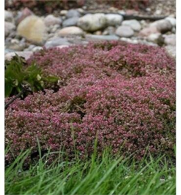 Steel the Show Sedum