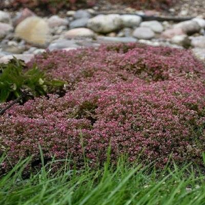 Steel the Show Sedum - image 2