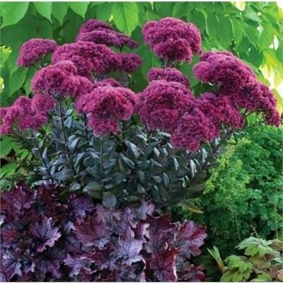 Thunderhead Stonecrop