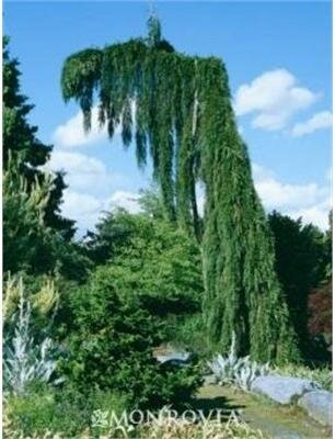 Weeping Giant Sequoia