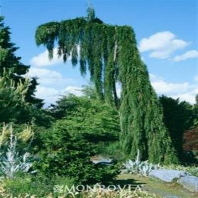 Weeping Giant Sequoia - image 1