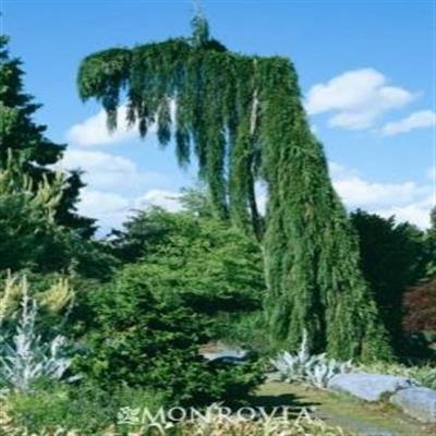 Weeping Giant Sequoia - image 1