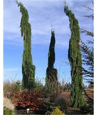 Weeping Giant Sequoia - image 2