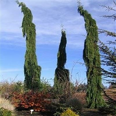 Weeping Giant Sequoia - image 2