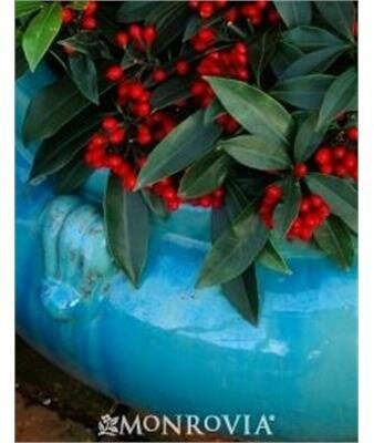 Reeve's Skimmia (Self-Fertile)