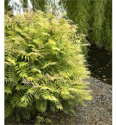 Sem False Spirea (Sorbaria)